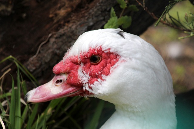 處子進球 處子進球