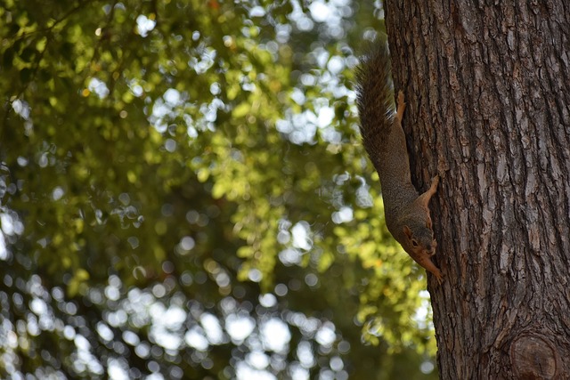 中国首次征 中国首次征